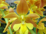 Calanthe Kozu Spice Hybrids 'Orange №3'