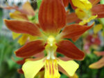 Calanthe Kozu Spice Hybrids 'Orange №1'