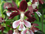 Calanthe Kozu Spice Hybrids 'Dark red'