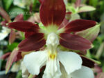 Calanthe Kozu Spice Hybrids 'White Lip'