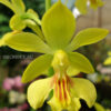 Calanthe Kozu Spice Hybrids 'Yellow'