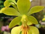 Calanthe Kozu Spice Hybrids 'Yellow'