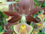 Calanthe Kozu Spice Hybrids 'Light Brown'