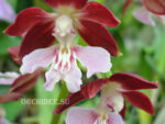 Calanthe Kozu Spice Hybrids 'Red'
