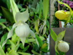 Cypripedium mix 'Garden'