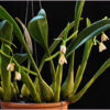 Eria rosea