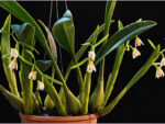 Eria rosea