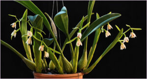 Eria rosea