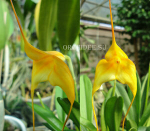 Masdevallia BV Parinacata