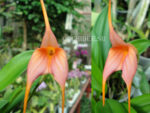 Masdevallia Light Rose hybrid