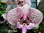 Phalaenopsis PH 265 Venus Kizz Big Lip
