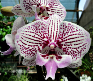 Phalaenopsis PH 265 Venus Kizz Big Lip