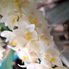 Pinalia spicata