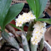 pinalia_spicata(2)