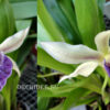 cochl_03(2)