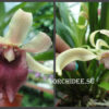 Cochleanthes hybrid 03