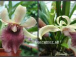 Cochleanthes hybrid 03