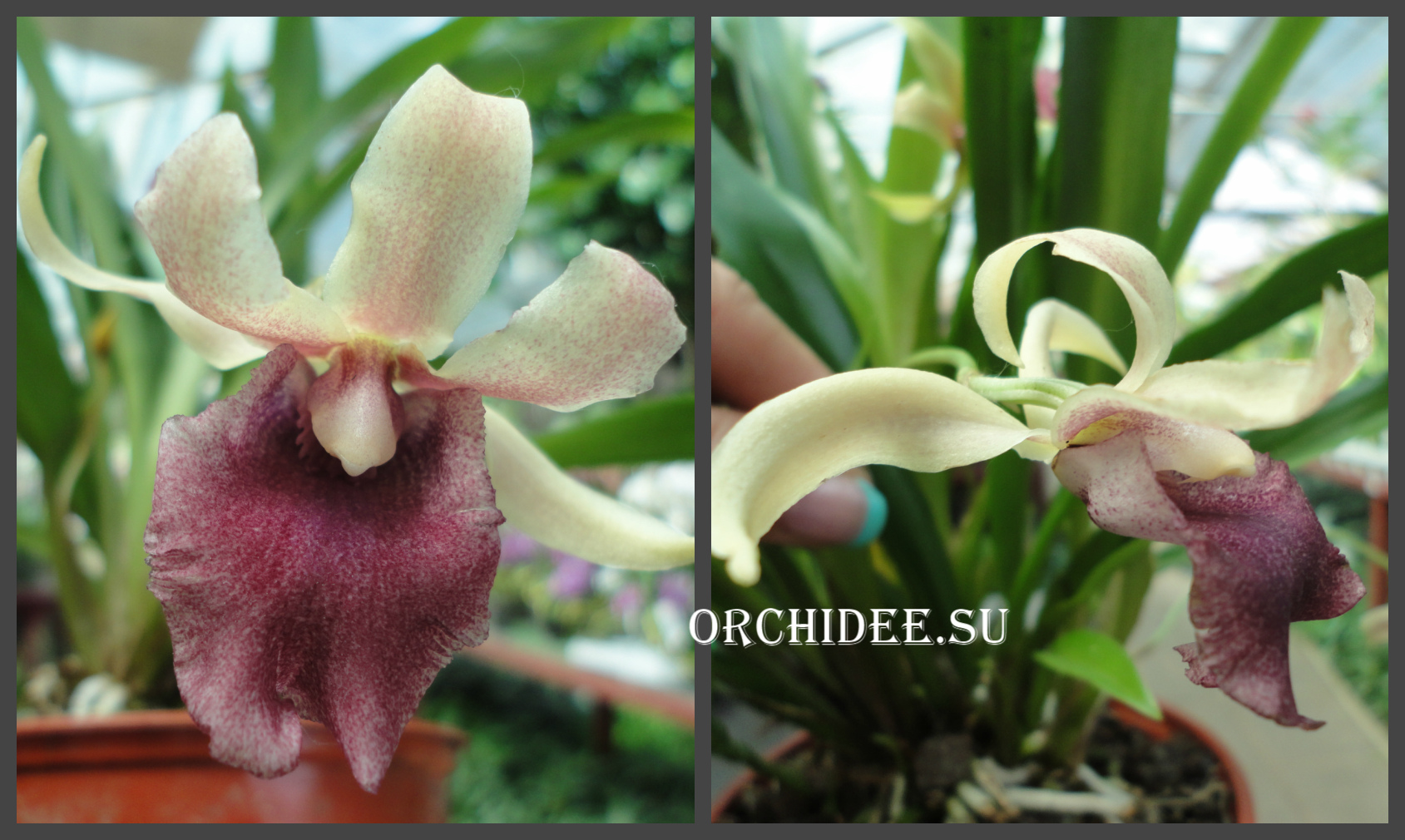 Cochleanthes hybrid 03