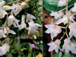 Dendrobium aduncum