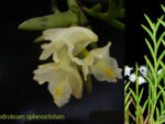 Dendrobium sphenochilum