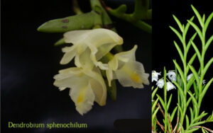 Dendrobium sphenochilum