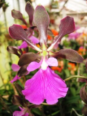 Encyclia cordigera 'Labelo escuro' x self