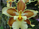 Odontoglossum trilobum x Odontocidium Tiger Glow
