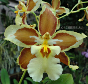 Odontoglossum trilobum x Odontocidium Tiger Glow