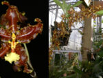 Oncidium anthocrene