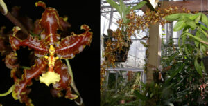 Oncidium anthocrene