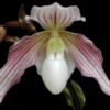 Paphiopedilum Vipanii (philippinense x niveum)