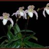 paph_vipanii-10