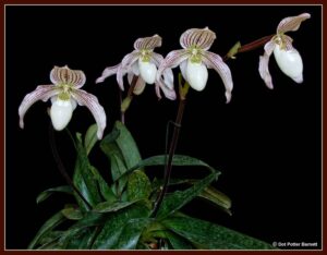 paph_vipanii-10