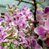 Phalaenopsis PHM 157/1 Rainbow Chip 'Chip Star'