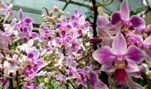 Phalaenopsis PHM 157/1 Rainbow Chip 'Chip Star'