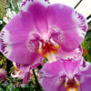 Phalaenopsis PH 269 Ox King x Fuller's Purple Queen AM/AOS