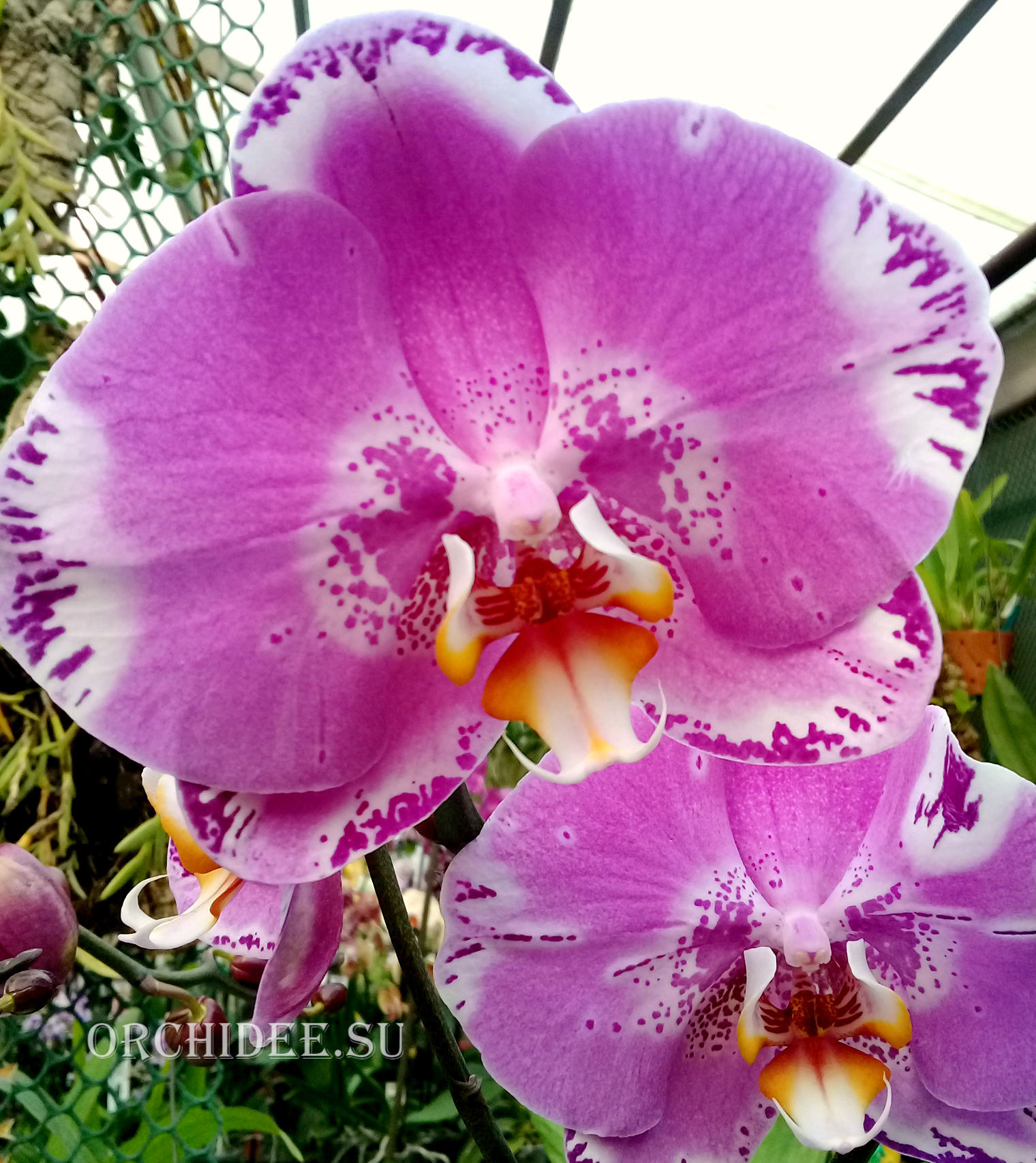 Phalaenopsis PH 269 Ox King x Fuller's Purple Queen AM/AOS