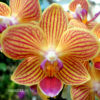 phm_147_goldstaff