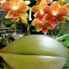 Phalaenopsis PHM 147 Chingruey's Goldstaff