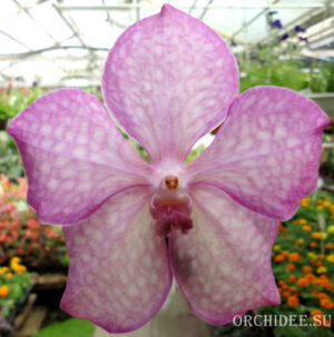 Vanda Light Pink