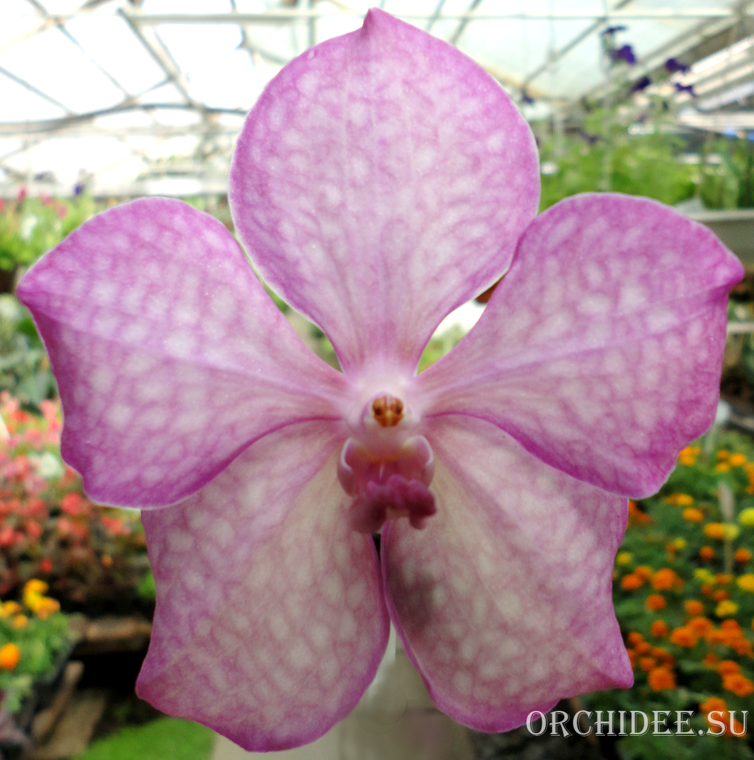 Vanda Light Pink