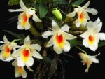 Dendrobium fuerstenbergianum
