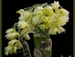 Dendrobium platycaulon