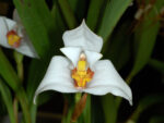Maxillaria lehmannii