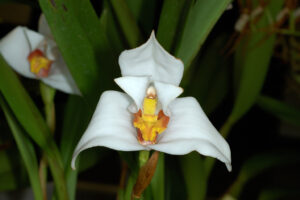 Maxillaria lehmannii