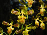 Baptistonia leinigii (Oncidium leinigii)