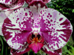 Phalaenopsis PH 270 Mersedes