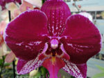 Phalaenopsis PH 272 Goodhope