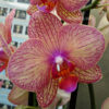 Phalaenopsis PH 273 Kaleidoscope