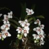 Sarcochilus hartmannii